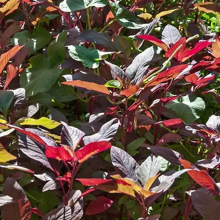 Notos カルダミリ