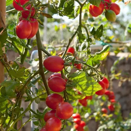 アパートホテル Notos