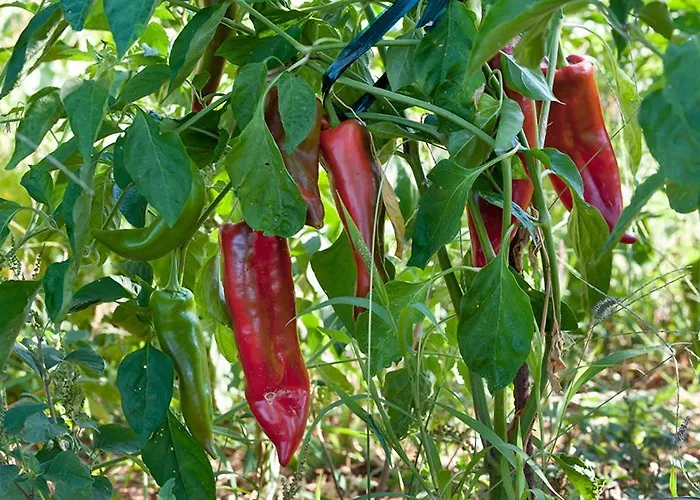 Notos Ξενοδοχείο με διαμερίσματα